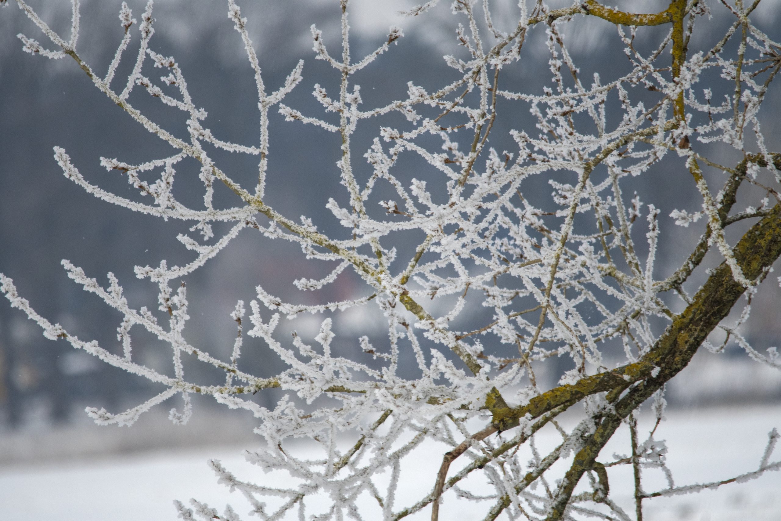 image of ice on trees